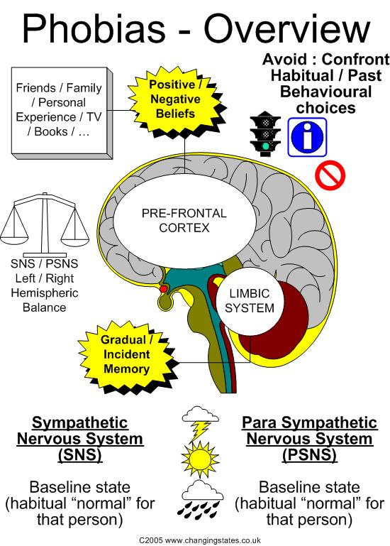 human brain diagram. (See diagram from this